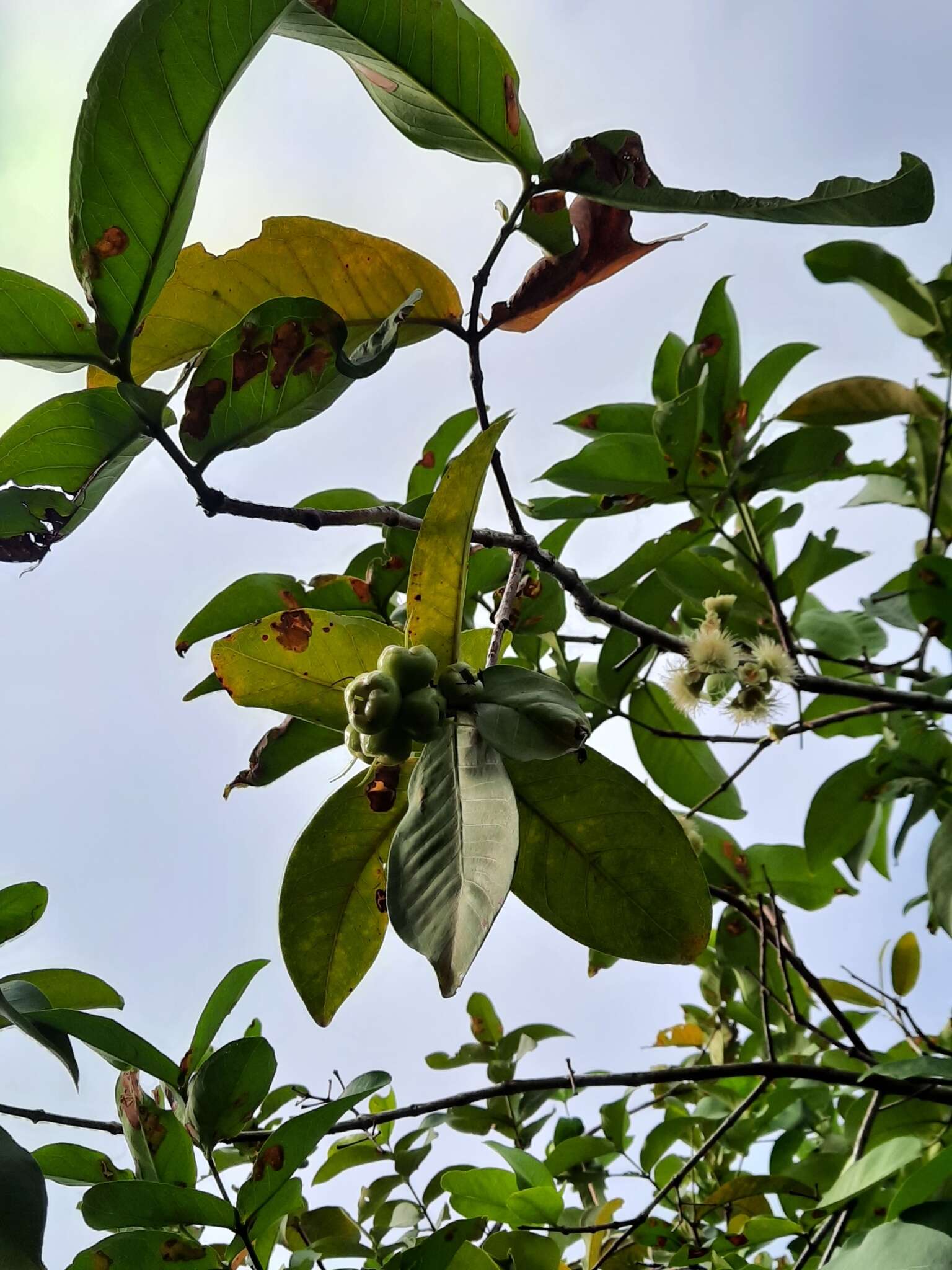 Image de Syzygium aqueum (Burm. fil.) Alst.