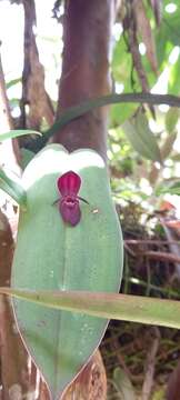 Image de Pleurothallis linguifera Lindl.