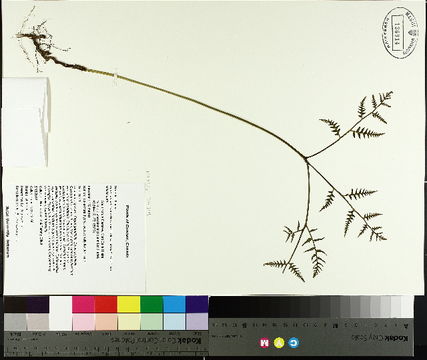 Image of Eastern brakenfern