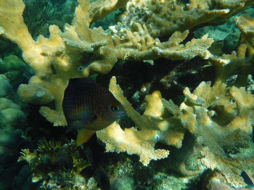 Image of Threespot Damselfish