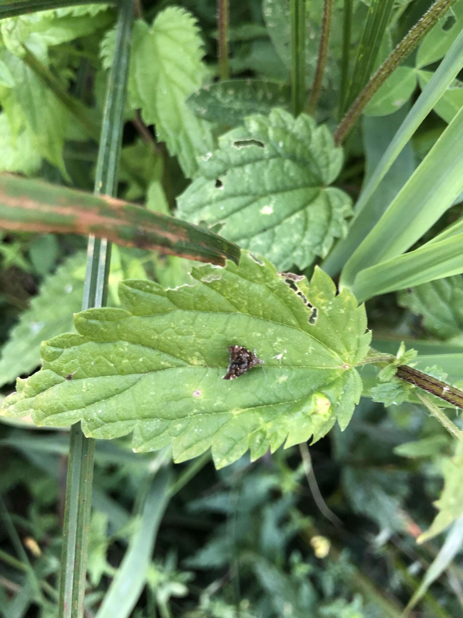 Prochoreutis sehestediana (Fabricius 1777)的圖片