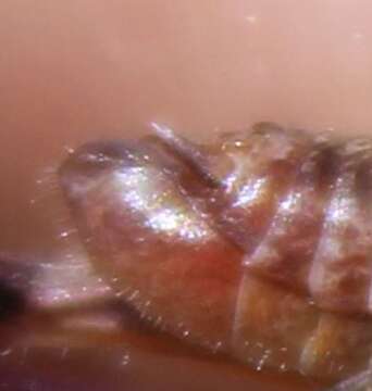 Image of Melanoplus peninsularis Hubbell 1932