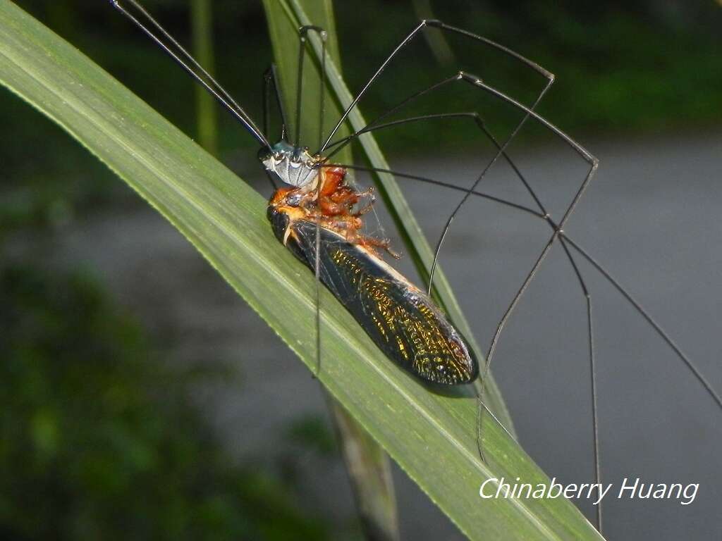 Sivun Scieroptera formosana Schmidt & E. 1918 kuva