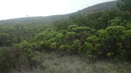 Image of Flourensia resinosa (Brandeg.) Blake