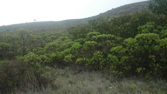 Image of Flourensia resinosa (Brandeg.) Blake