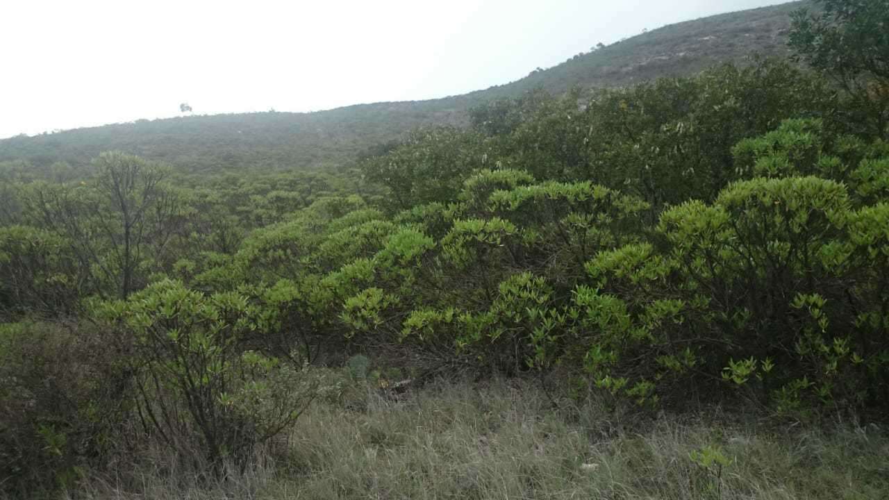 Flourensia resinosa (Brandeg.) Blake的圖片