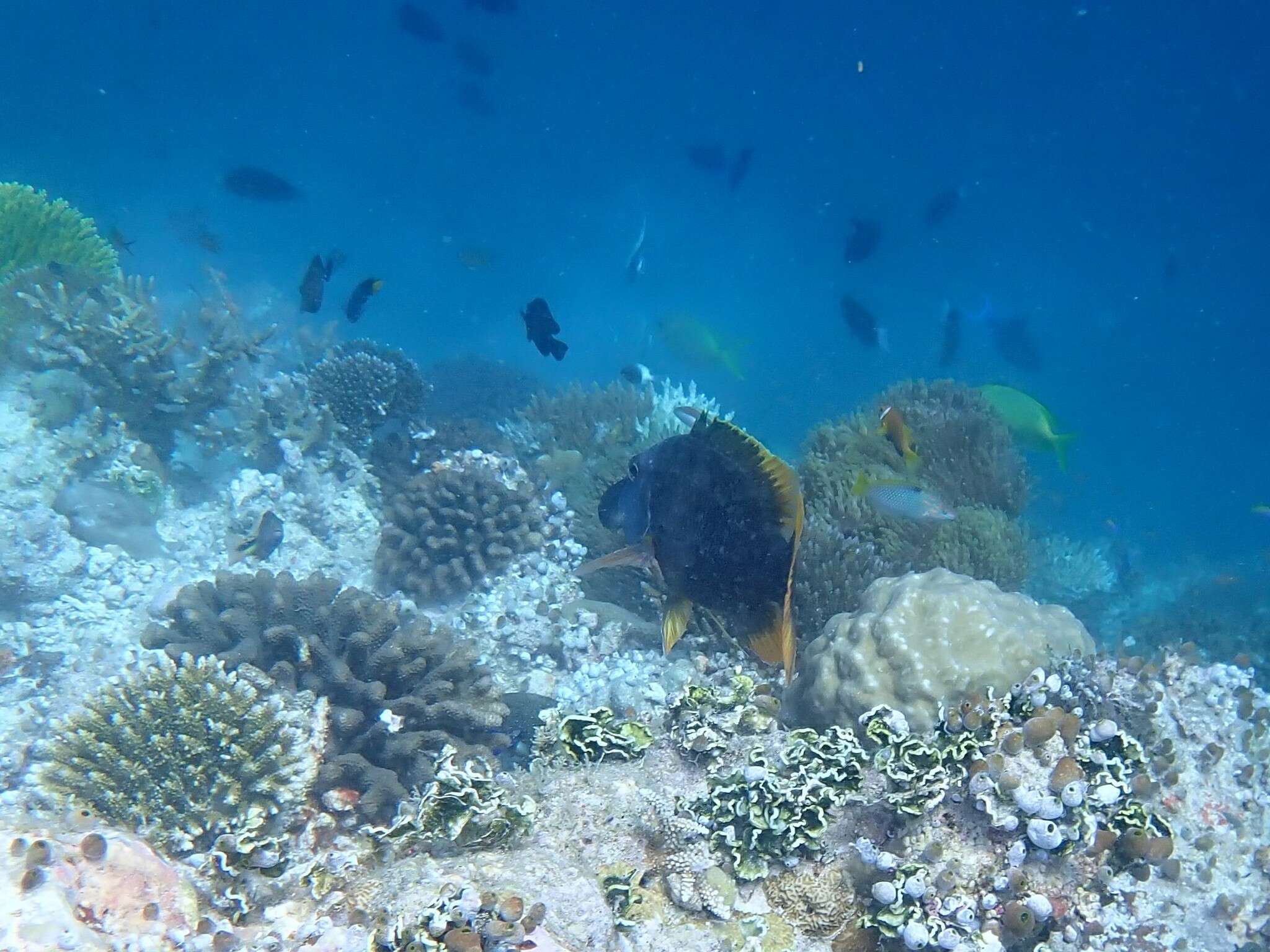 Image of Orange-spotted emperor