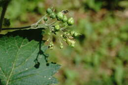 Scrophularia divaricata Ledeb. resmi