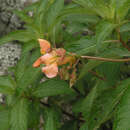 Image of Impatiens rothii Hook. fil.