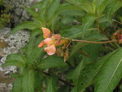 Image of Impatiens rothii Hook. fil.