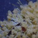 Image of Pedicellina newberryi Wasson 1997