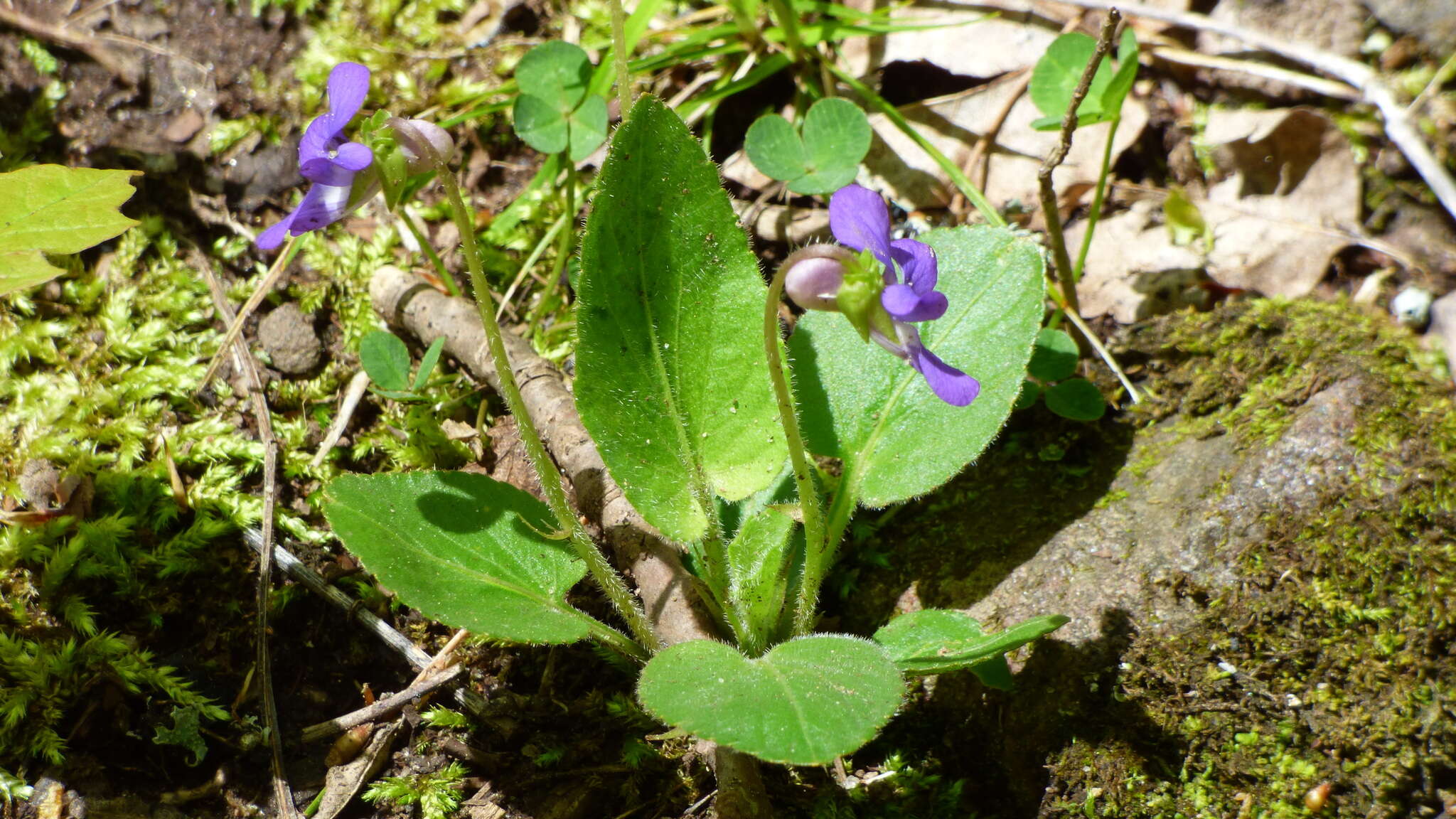 Sivun Viola sagittata var. ovata (Nutt.) Torr. & A. Gray kuva