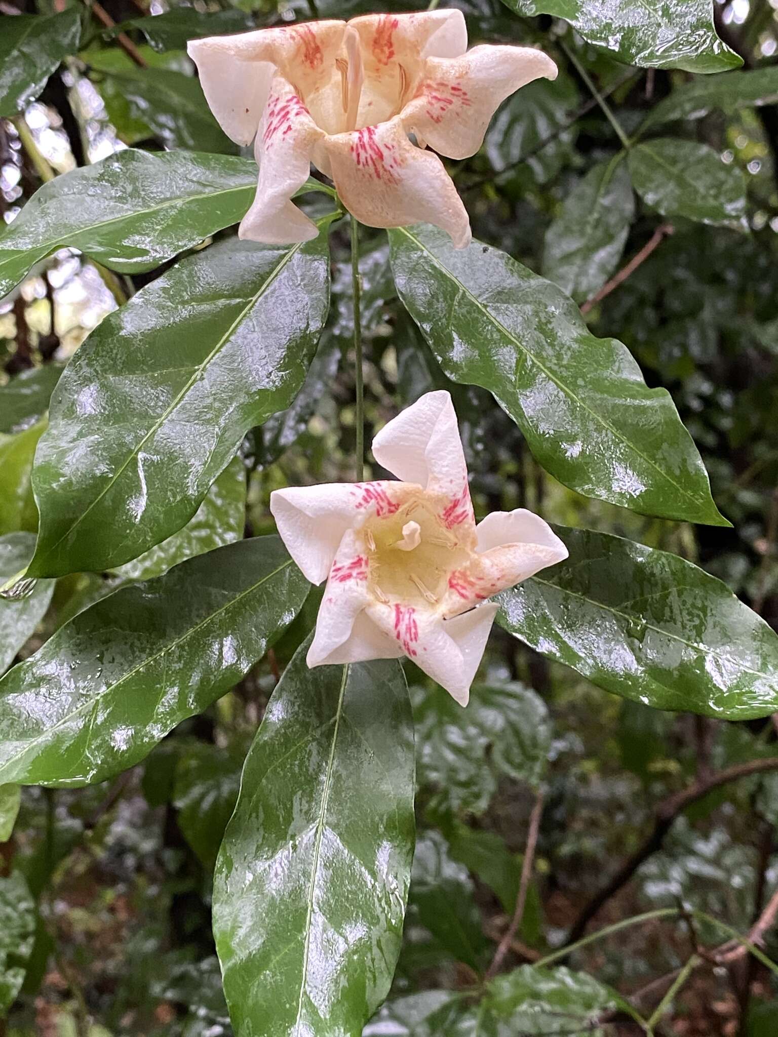 Image of Scented bells