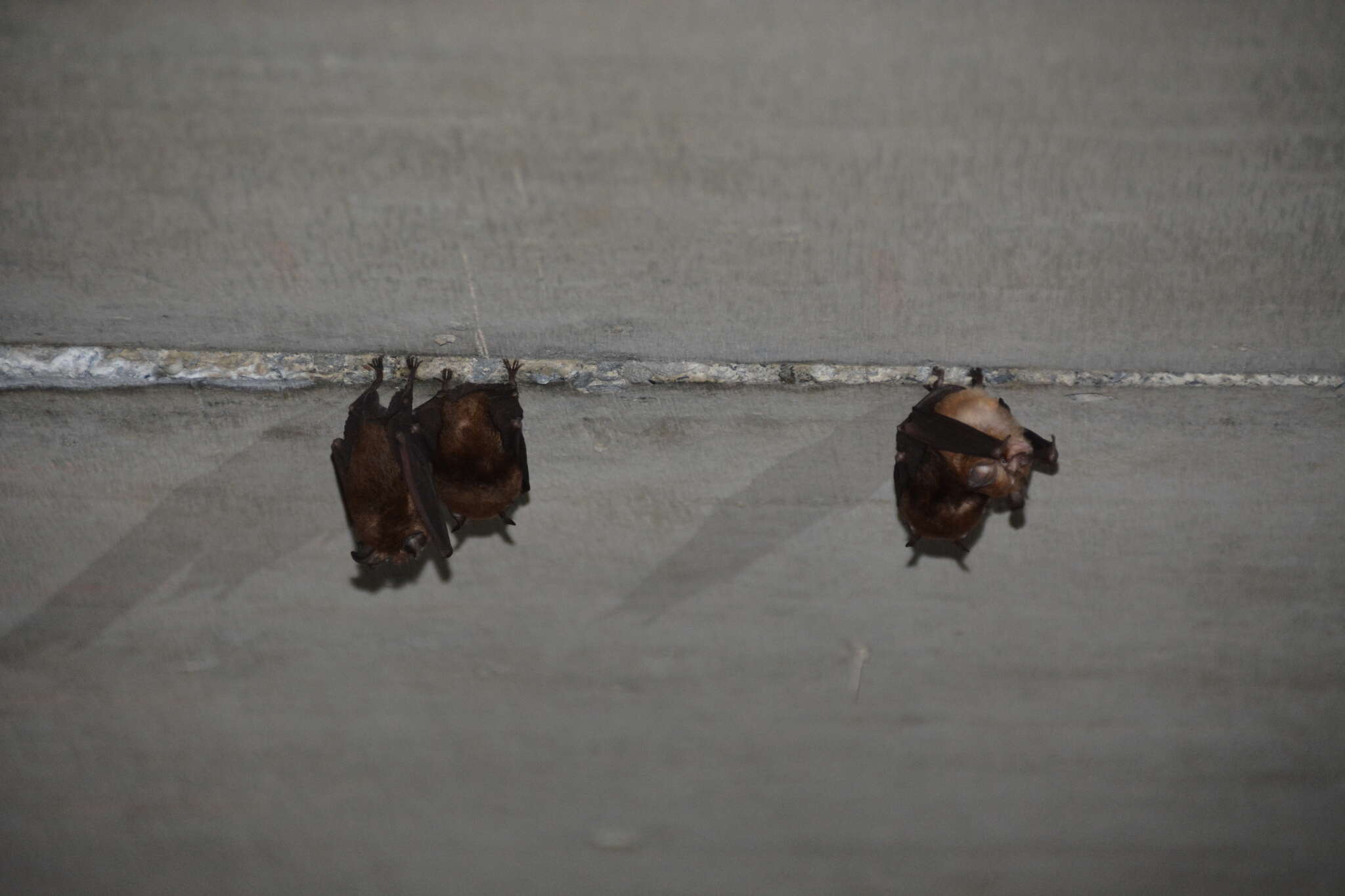 Image of Formosan Lesser Horseshoe Bat