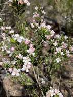 Image de Cyanothamnus anemonifolius subsp. variabilis