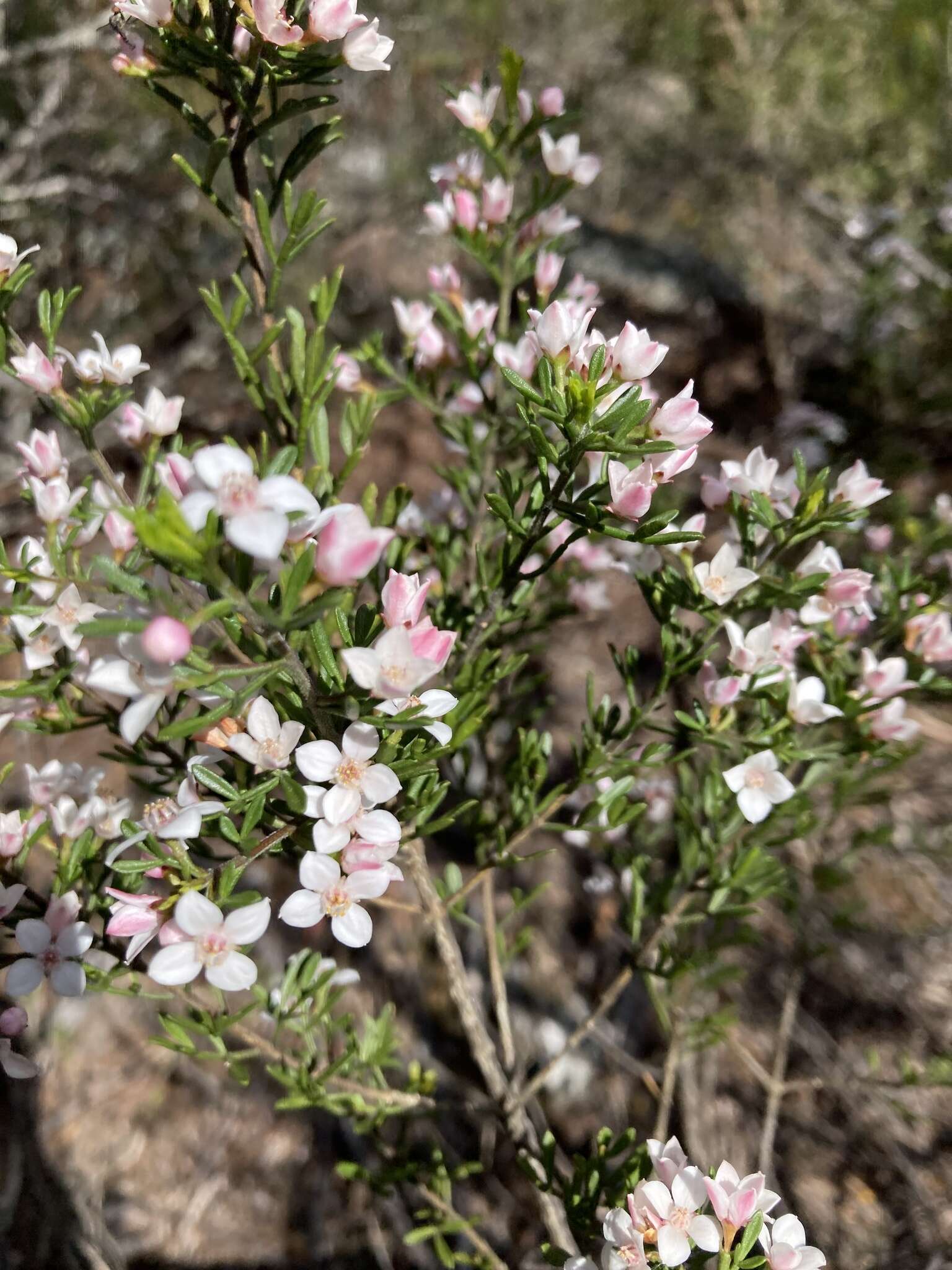 Image de Cyanothamnus anemonifolius subsp. variabilis