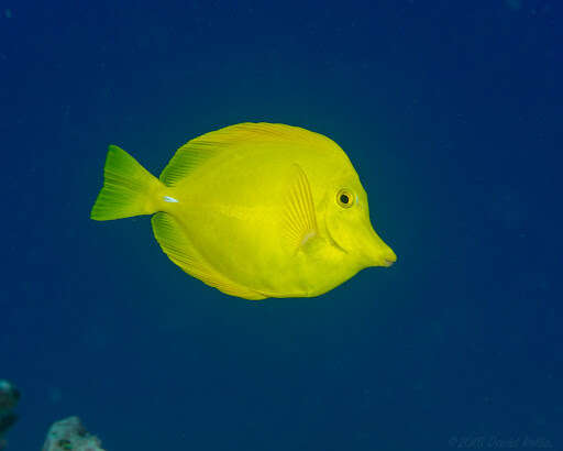 Image of Lemon Sailfin