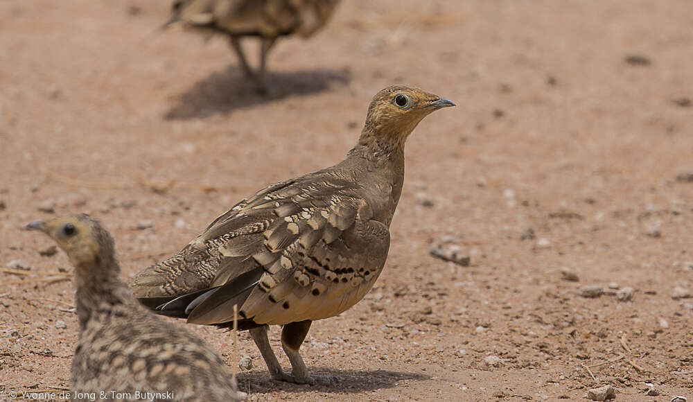 Image of Chestnut-bellied Sandgrouse