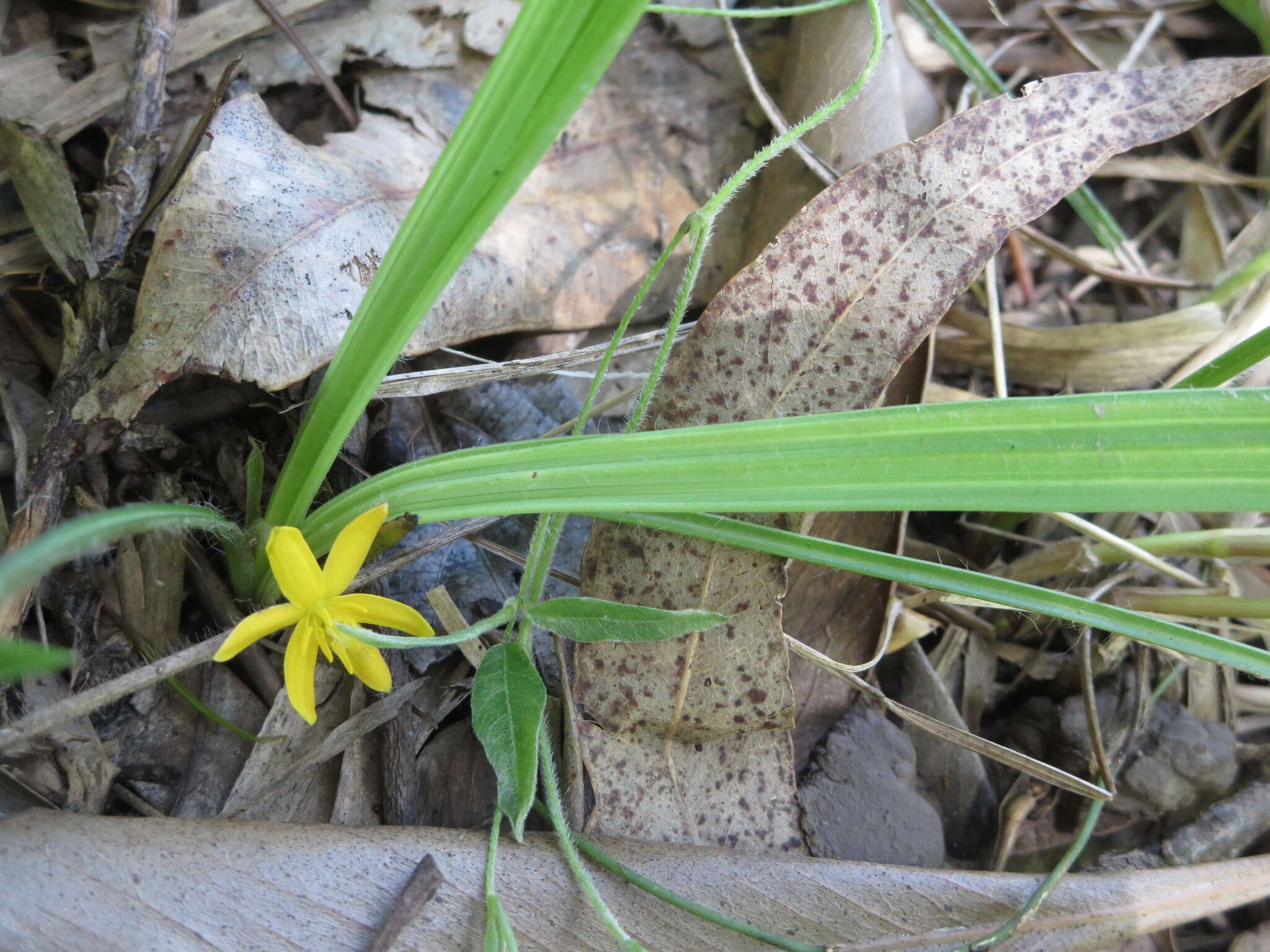 Image of Curculigo ensifolia R. Br.