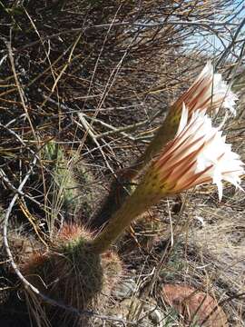 Echinopsis strigosa (Salm-Dyck) H. Friedrich & G. D. Rowley resmi