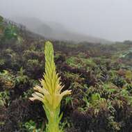 Image of Pitcairnia bifrons (Lindl.) Read