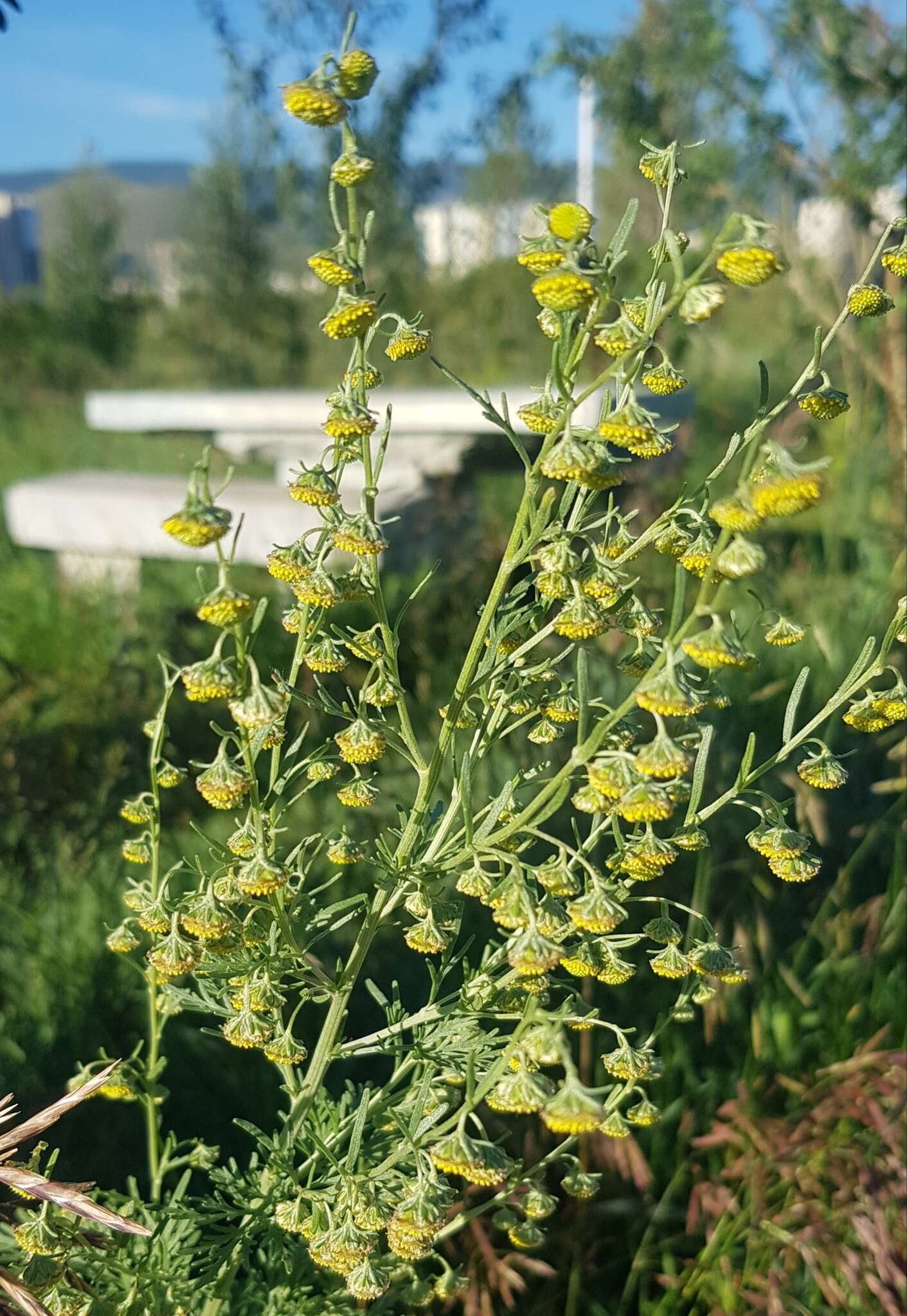 Artemisia macrocephala Jacquem. ex Bess. resmi