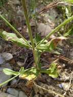 صورة Knautia integrifolia (L.) Bertol.