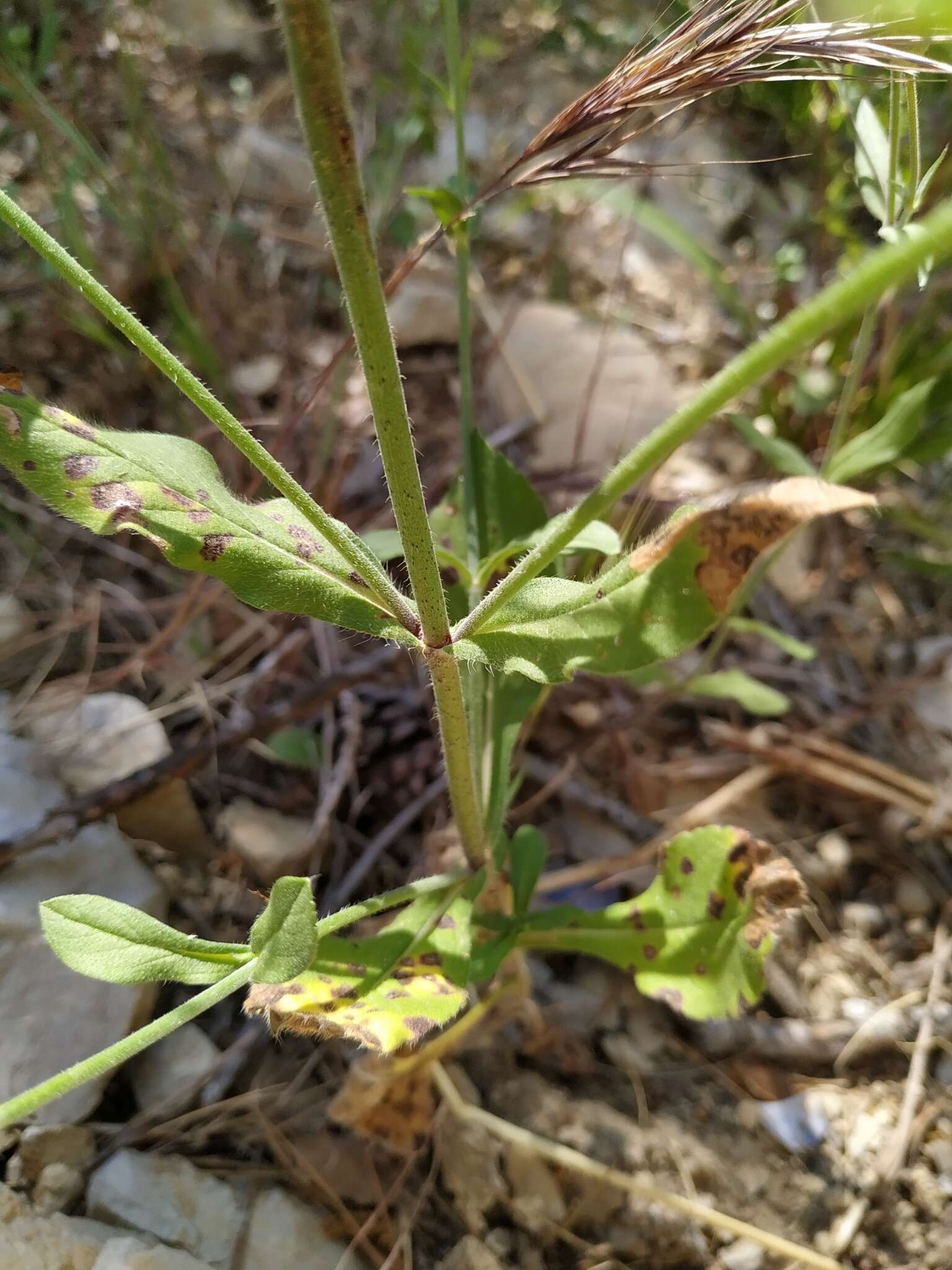 صورة Knautia integrifolia (L.) Bertol.