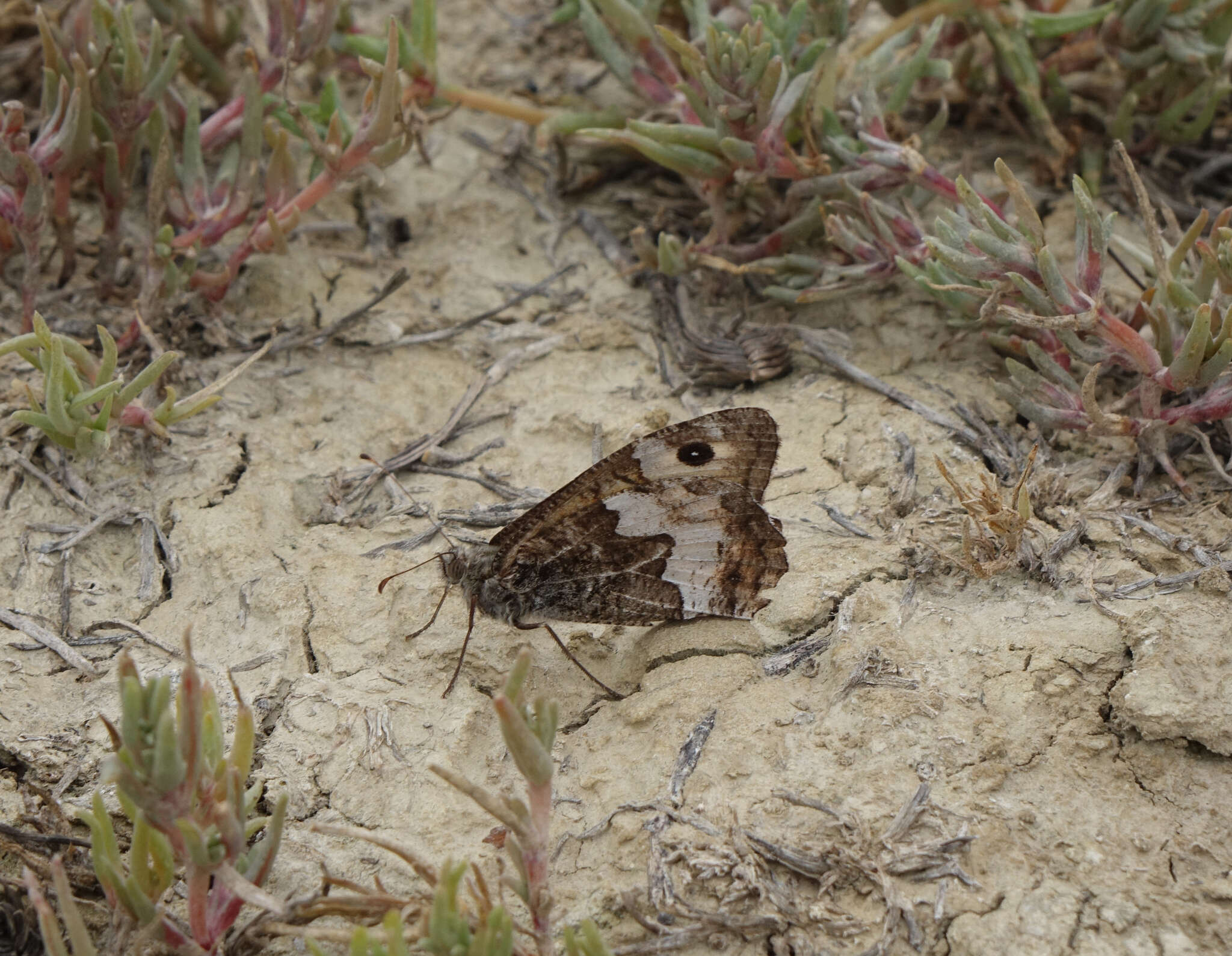 Слика од Hipparchia pellucida Stauder 1924