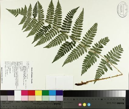 Image of spinulose woodfern