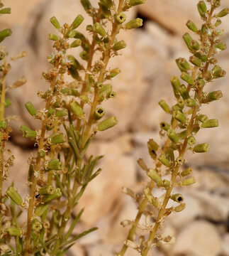 Image of Reseda stenostachya Boiss.