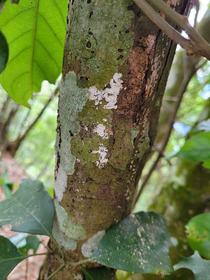 Image of Lithocarpus taitoensis (Hayata) Hayata