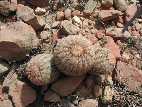 Image of Echinocereus reichenbachii var. reichenbachii