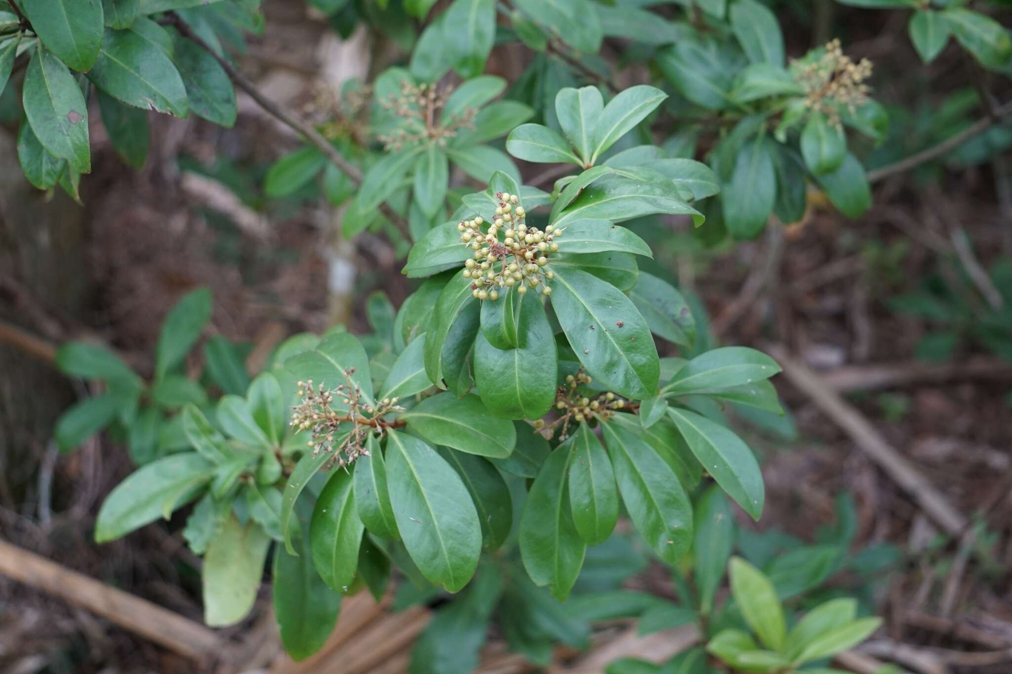 Слика од Ardisia escallonioides Schiede & Deppe ex Schltdl. & Cham.