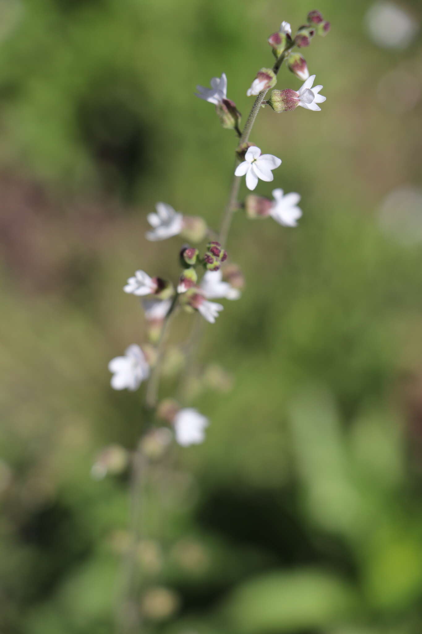 Image of Bolander's woodland-star