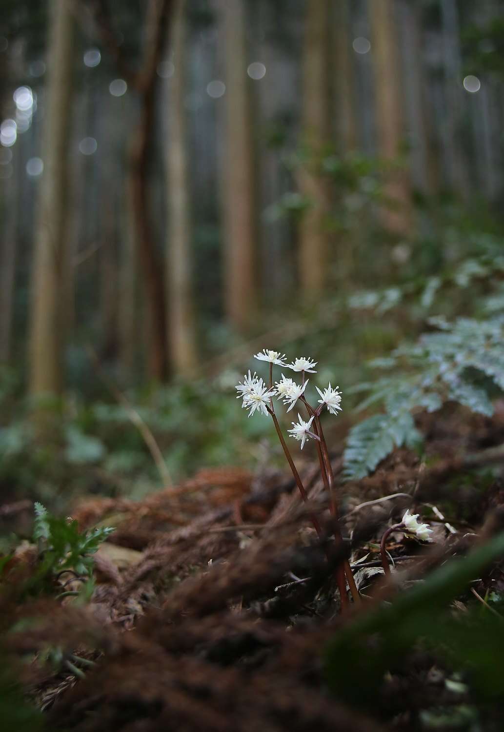 Image of Coptis japonica var. major (Miq.) Satake