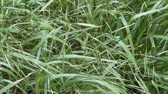 Image of Bromus morrisonensis Honda