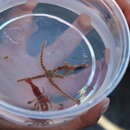 Image of toothshell hermit crab