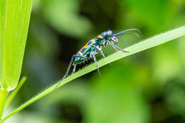 Image of Cicindela (Cosmodela) duponti Dejean 1826