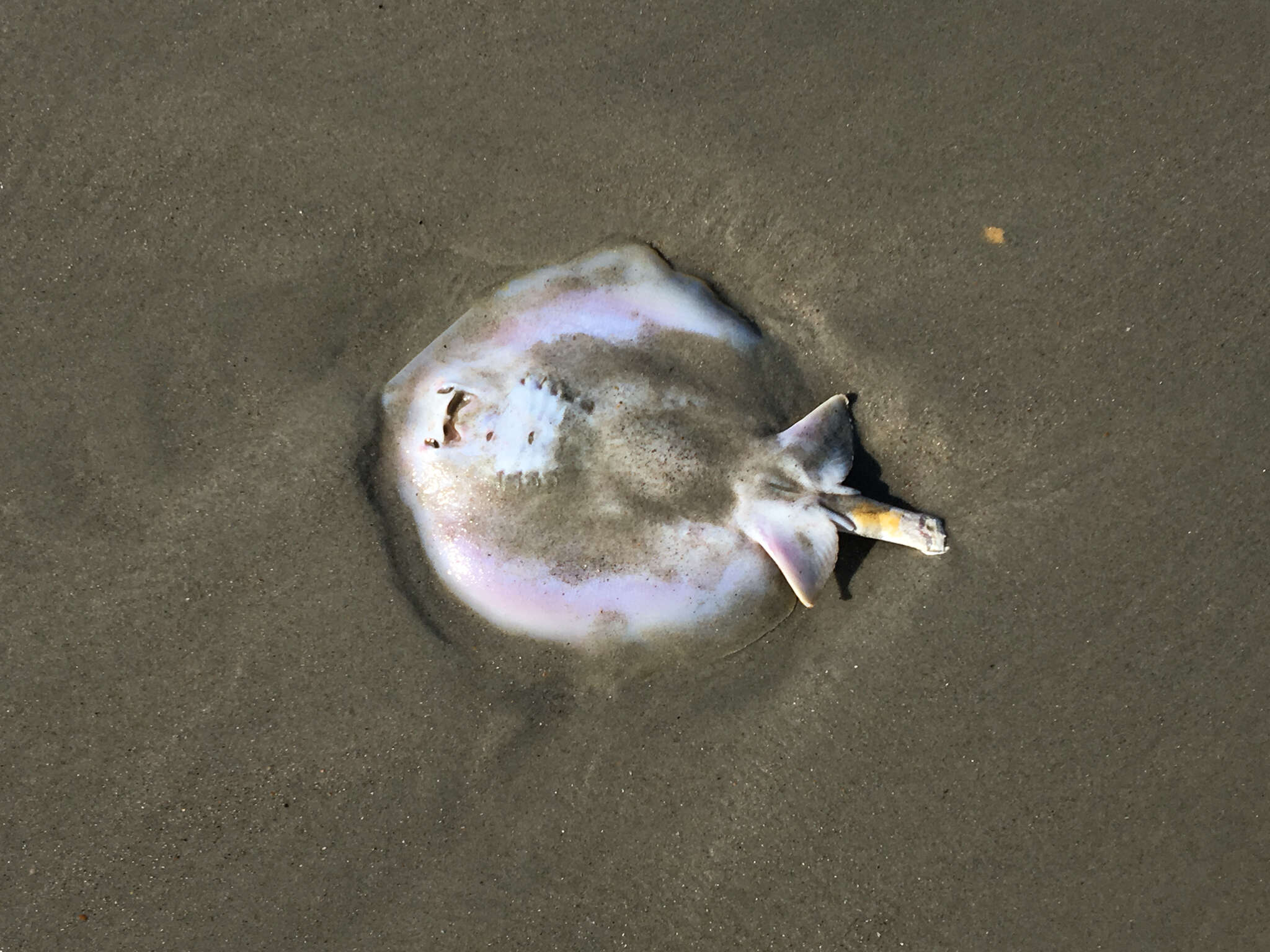 Image of Atlantic Stingray