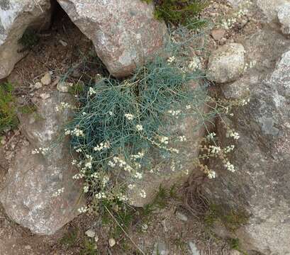 Image of Reseda glauca L.