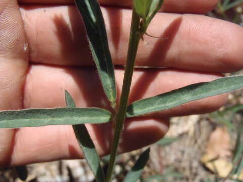 صورة Desmodium arizonicum S. Watson