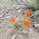 Image of Coville's Indian paintbrush
