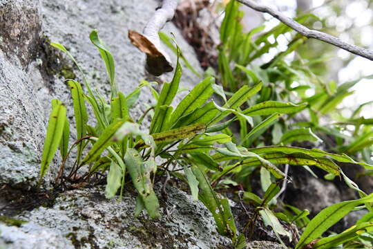 Lepisorus ussuriensis (Regel & Mack.) Ching resmi