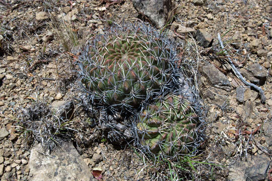 Image of Echinopsis cinnabarina (Hook.) Labour.