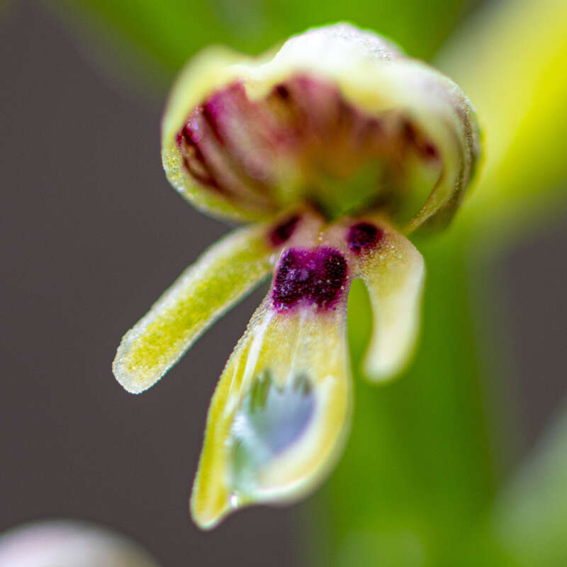 Orchis galilaea (Bornm. & M. Schulze) Schltr. resmi