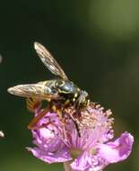 Image of Spilomyia manicata (Rondani 1865)