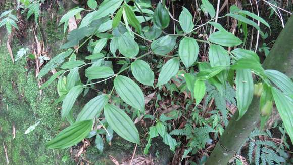 Image of Disporum kawakamii Hayata