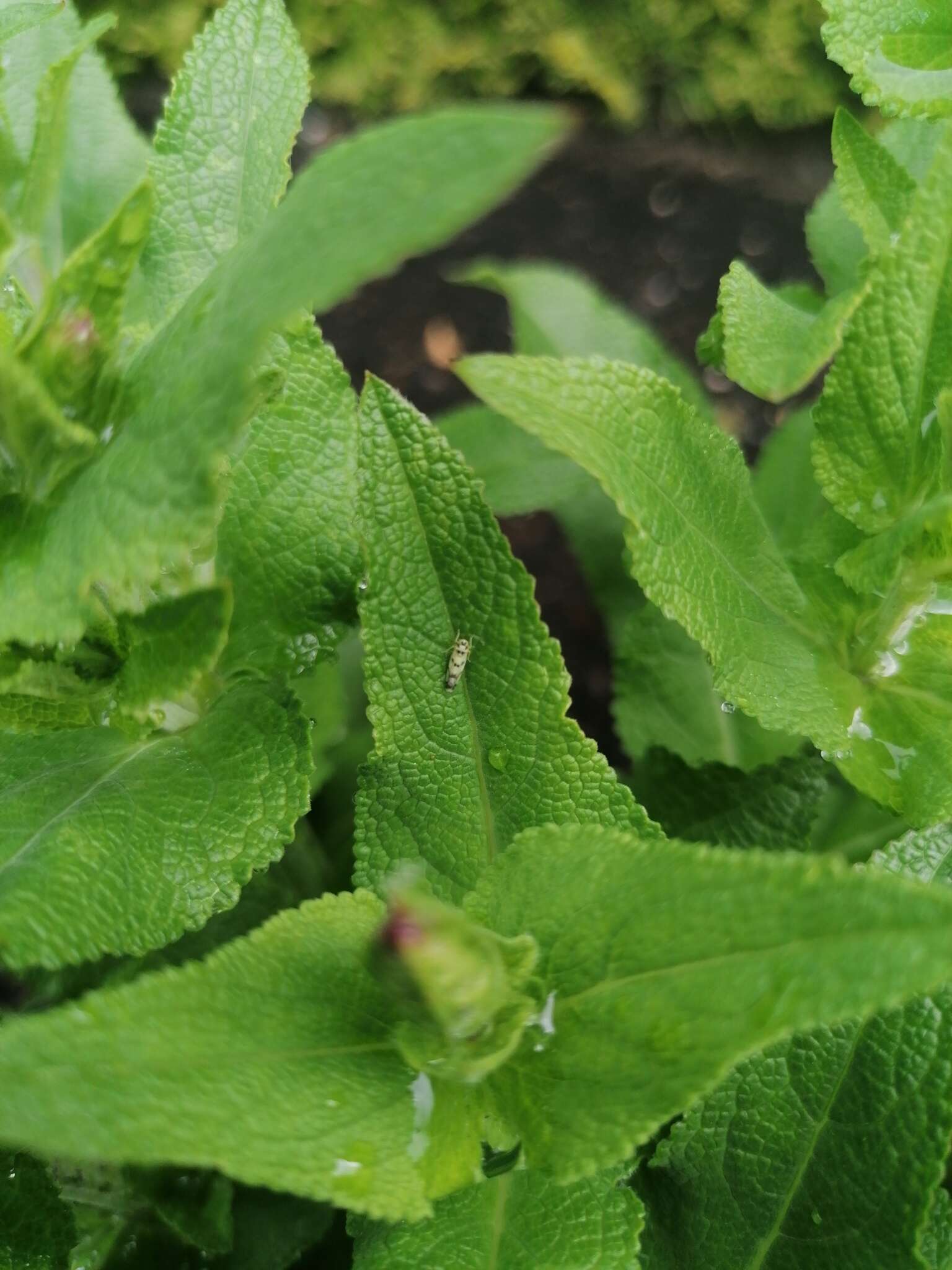 Image of Leafhopper