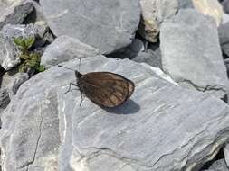 Erebia pluto De Prunner 1798 resmi